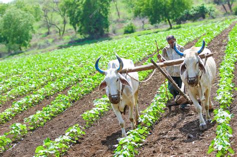 A Agricultura Indiana Jogo Com Moncao