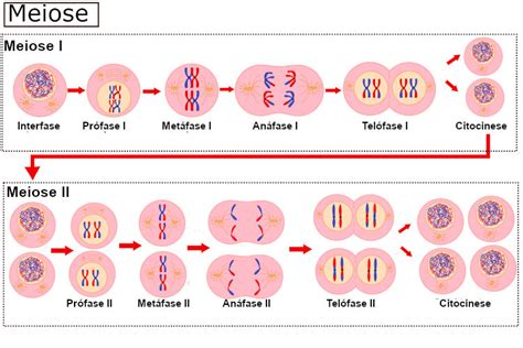 A Meiose Poker Folha De Calculo