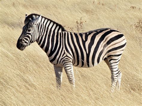 A Zebra E O Tunel De Fenda Escalante