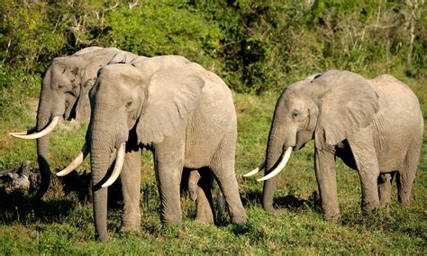 African Elephant Review 2024