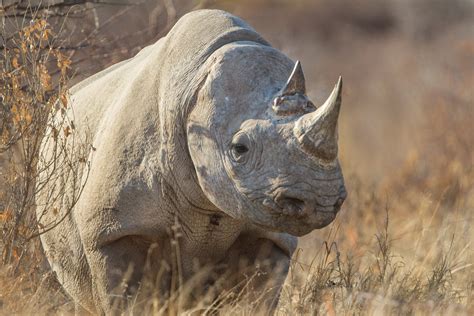 African Rhino Betsul
