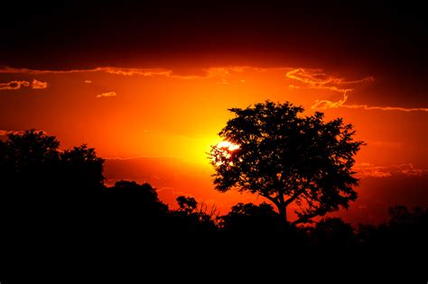 African Sunset 2 Betfair
