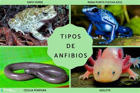 Anfibios Blackjack