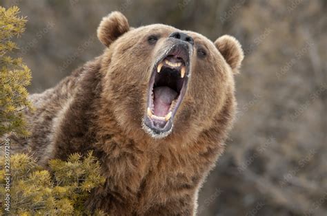 Angry Bear Netbet
