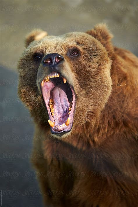 Angry Bear Parimatch