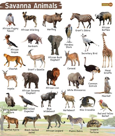 Animals Of Africa Leovegas