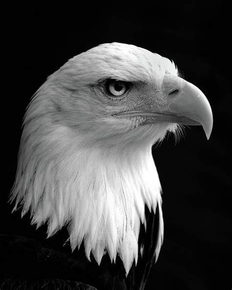 Bald Eagle Blaze