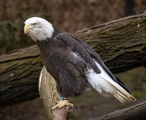 Bald Eagle Brabet