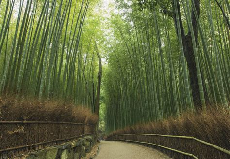 Bamboo Grove Bwin