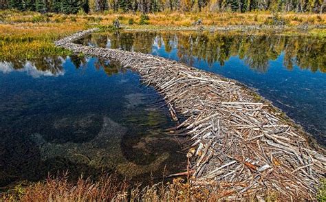 Beaver Dam Maquina De Fenda