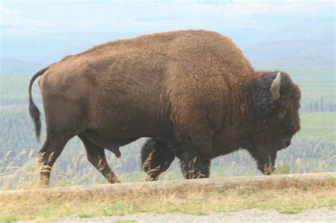 Big Buffalo Brabet