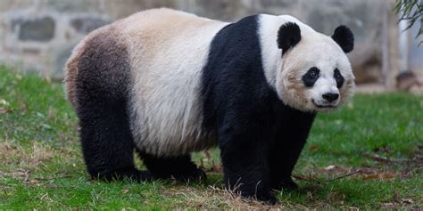 Big Panda Novibet