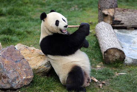 Big Panda Parimatch