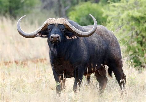 Big Wild Buffalo Betsul