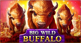 Big Wild Buffalo Review 2024