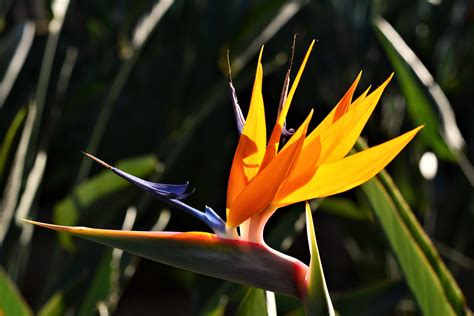 Birds Of Paradise Brabet