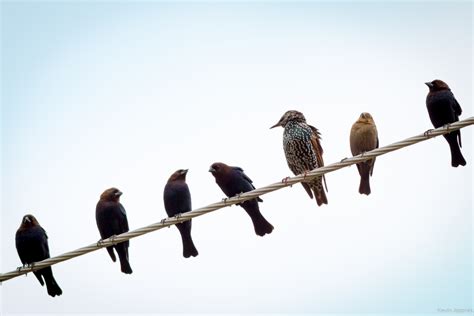 Birds On A Wire Betsul