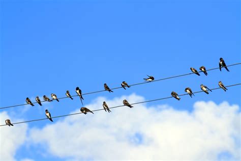 Birds On A Wire Bodog