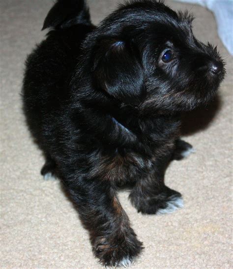 Black Jack Russell Yorkie Mix