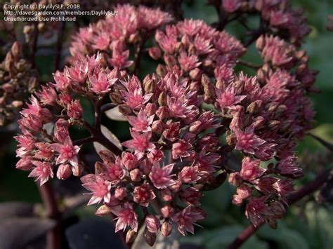 Black Jack Sedum