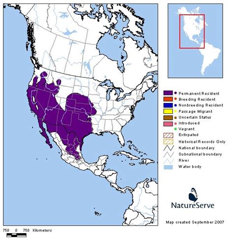 Black Tailed Jackrabbit Gama Mapa