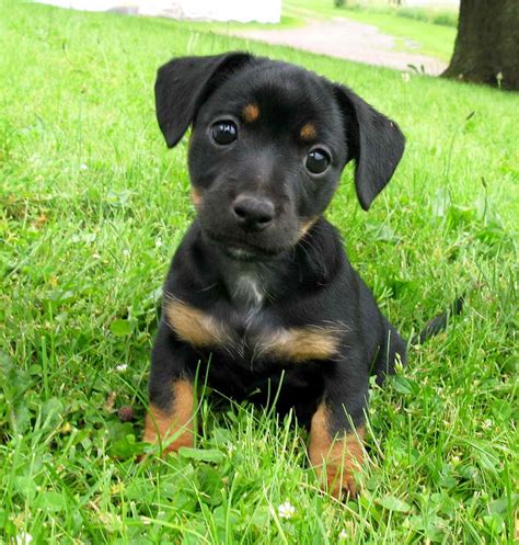 Black Tan Jack Russell Terrier