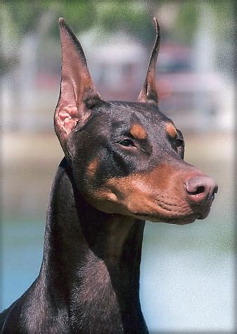 Blackjack Blefe Doberman