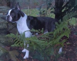 Blackjack Canis Boston Terrier