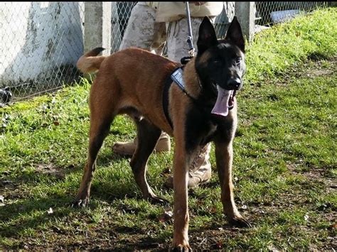 Blackjack Malinois Mississippi