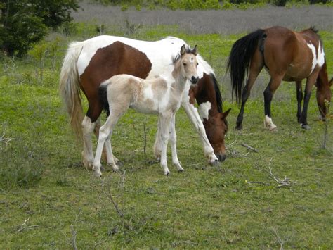 Blackjack Montanha Selvagem Mustangs