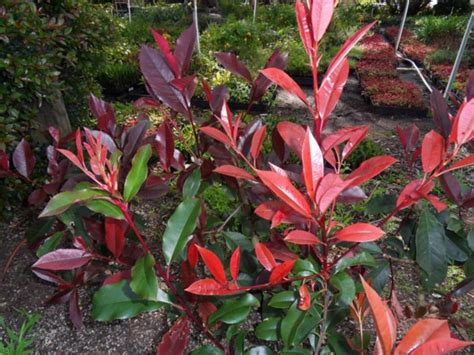 Blackjack Photinia