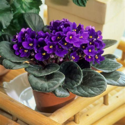 Blackjack Supremo African Violet