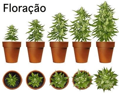 Blackjack Tensao Tempo De Floracao