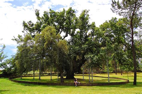 Bosques De Carvalho Casino