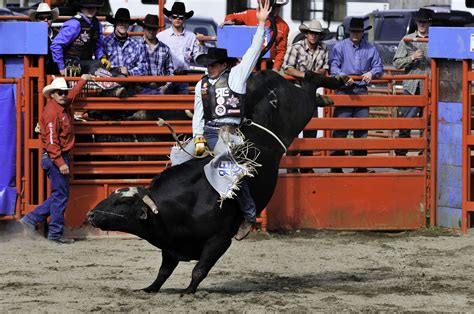 Bull In A Rodeo Brabet