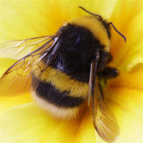 Bumble Bee Leovegas
