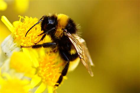 Bumble Bee Netbet