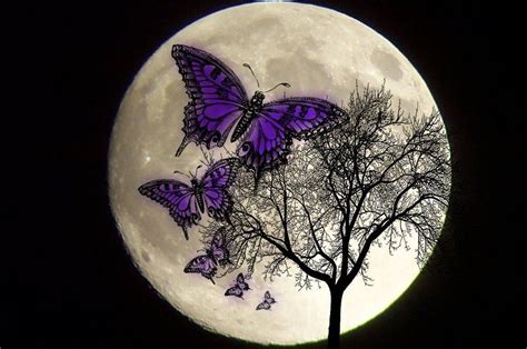 Butterfly Moon Bodog