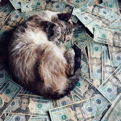 Cash Cats Brabet