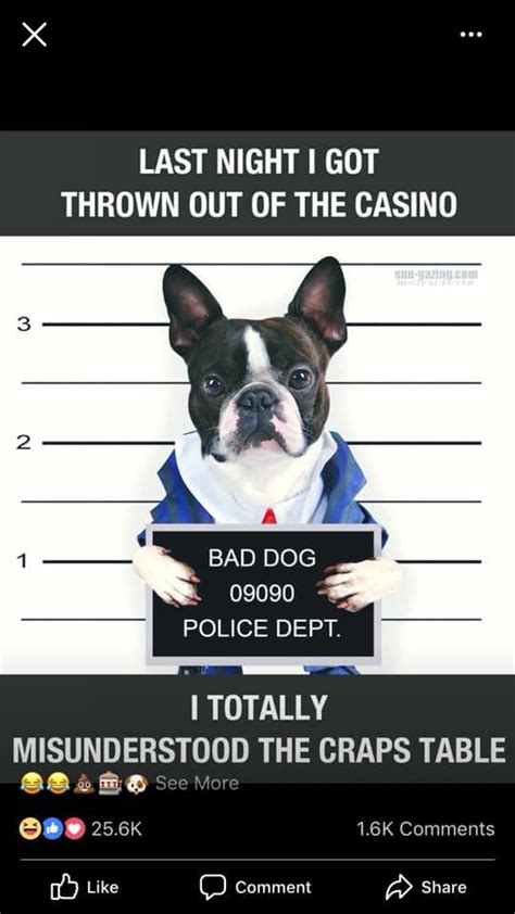 Casino Boston Terrier