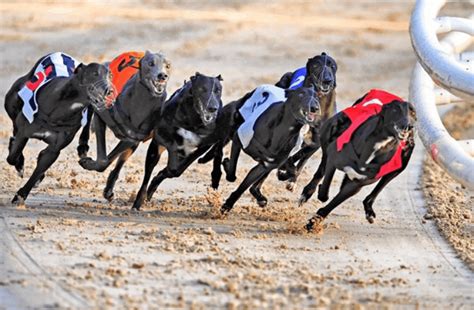 Casino Corrida De Galgos Resultados