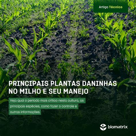 Cassinos Indigenas Perto De Plantas Daninhas Ca