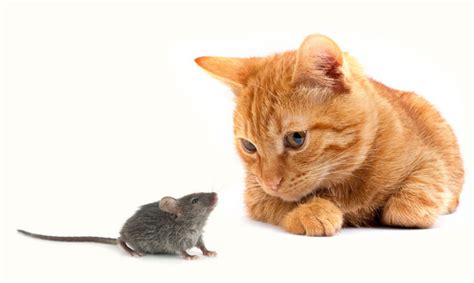 Cat And Mouse Bet365