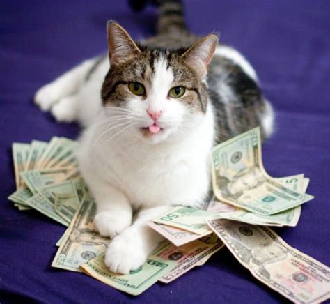 Cats And Cash Brabet