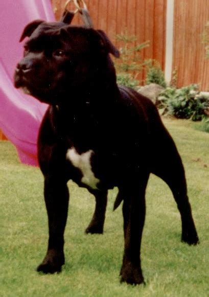 Ch Boldbull Blackjack