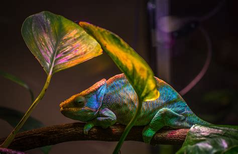 Chameleon Betsul