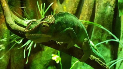 Chameleon Netbet