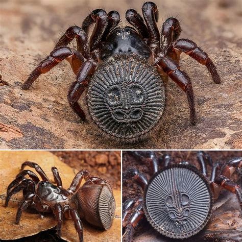 Chinese Spider Betsul