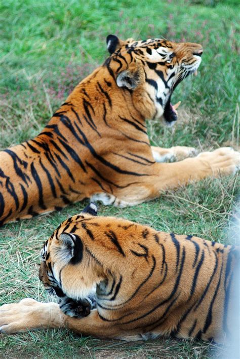 Chinese Tigers Betsul