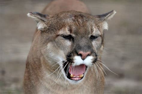 Cougar Roar Blaze